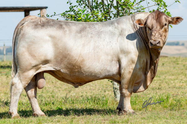 Murray Grey_TE 43 - FOTO 1.png