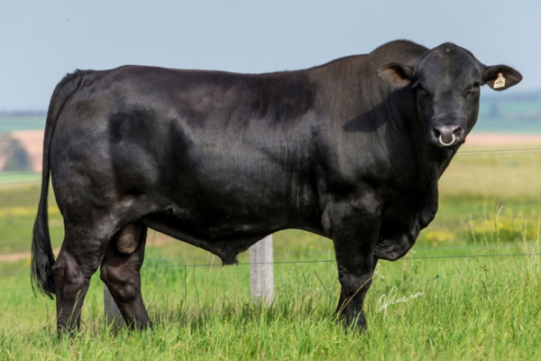 GENEX SAN MARTIM - FOTO 1.png