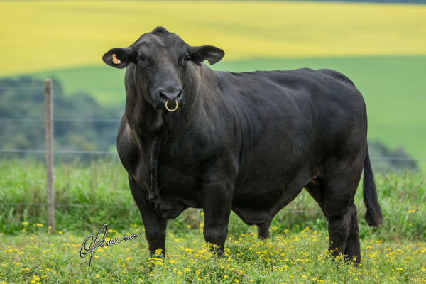 GENEX PETRÓLEO - FOTO 2.png