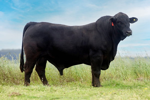 KINGSTON 202856 - FOTO 1.png