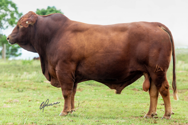 ABS RUBRO - FOTO 3.png