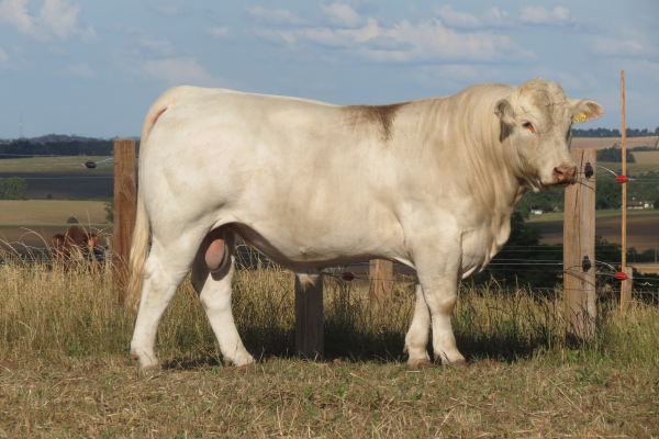 SG ORO BRANCO - FOTO 3.png