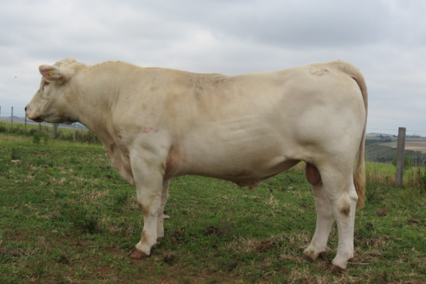 CRV MACANUDO - FOTO 3.png