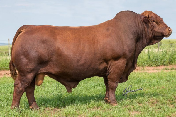 ABS GANGO - FOTO 4.png