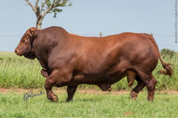 ABS GANGO - FOTO 5.png