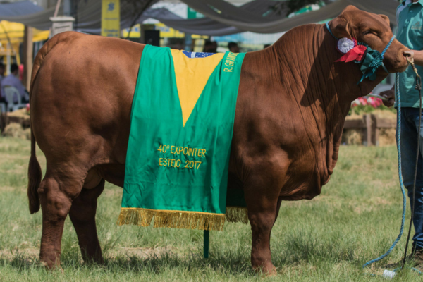 SG TORPEDO - FOTO 2.png