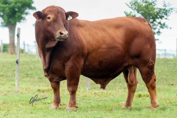 ABS RUBRO - FOTO 2.png