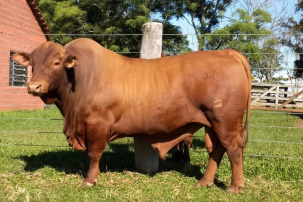 CRV GARDEL - FOTO 2.png