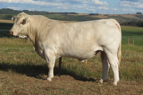 SG ORO BRANCO - FOTO 5.png