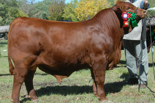 SG TORPEDO - FOTO 3.png