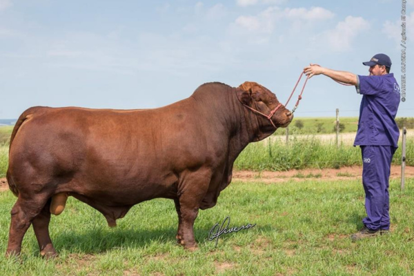 ABS GANGO - FOTO 3.png