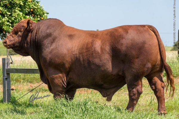 ABS GANGO - FOTO 2.png