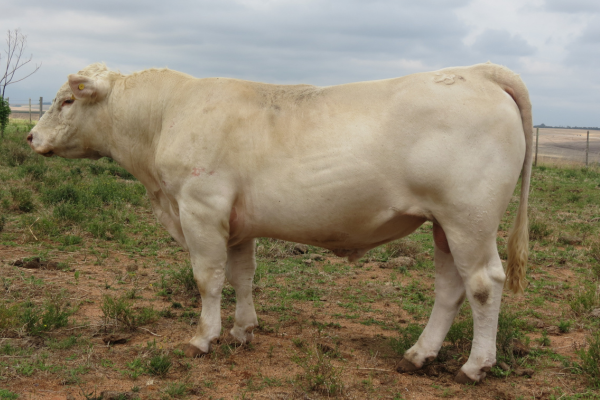 CRV MACANUDO - FOTO 1.png