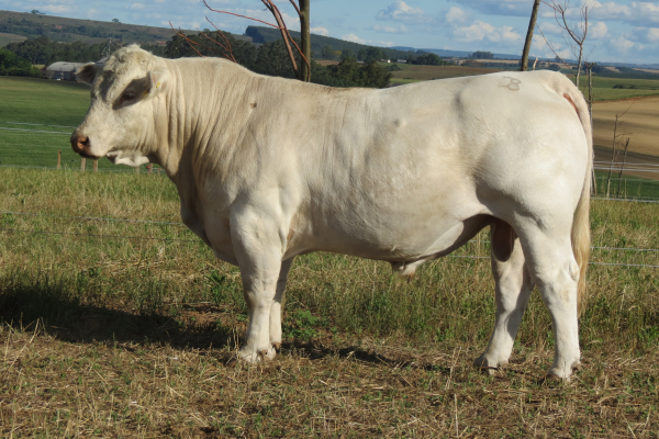 SG ORO BRANCO - FOTO 4.png