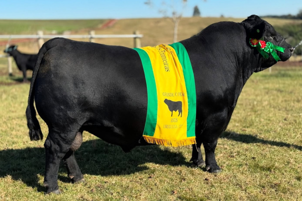 SG POTENTE - FOTO 3.png