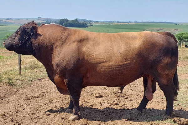 HW 295 OROS_04 03 26.SITE.jpeg