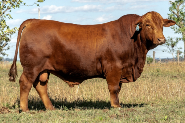 SG COMANCHE - FOTO 3.png