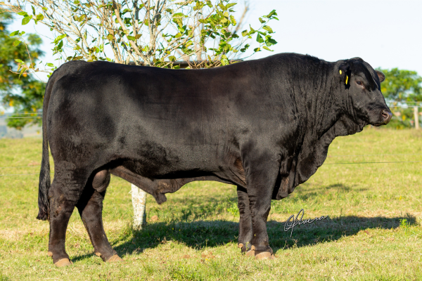 GRO_1272 - TAT FIV W31 CAJU - BRANGUS - Foto Gabriel Olivera 2026_site.JPG