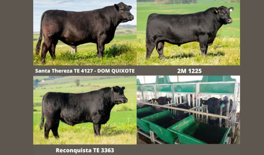 Eficiência Alimentar: CRIO recebe touros Angus da prova EMBRAPA