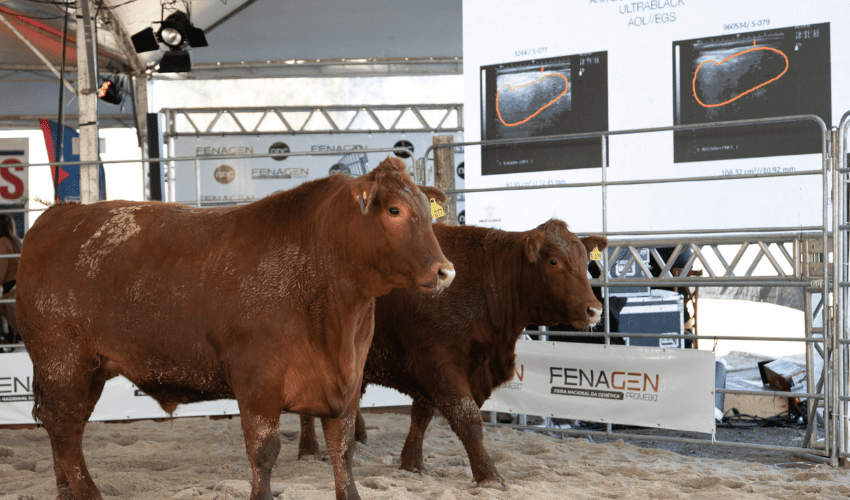 Produção de terneiros ganha destaque no Fórum Promebo na Prática durante a Fenagen