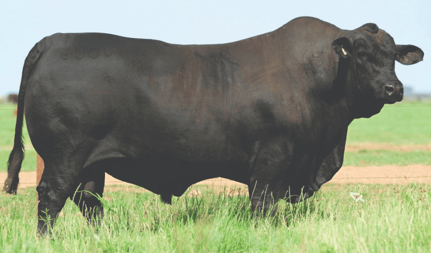 CRIO: 10 anos e 1 milhão de doses de Brangus