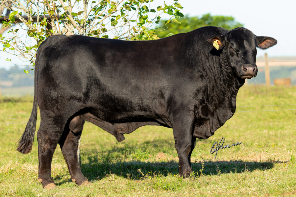 SOSSEGO FIVW31 